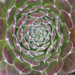 Sempervivum - Dachwurz - Hauswurz